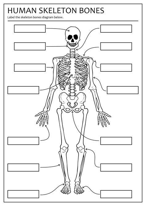 Blank Skeletal Anatomy Diagram