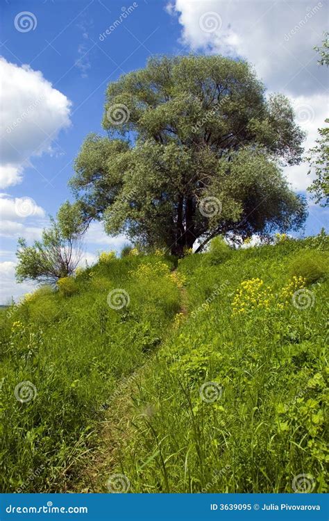road through the green forest with green grass spanning across the field texture of forest view