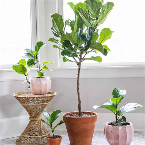 How To Care For Fiddle Leaf Figs A Beautiful Mess