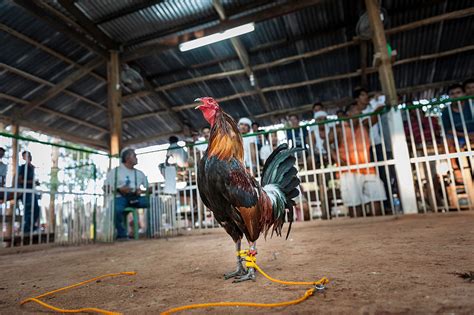 Rooster Kills Police Chief After Raid On Illegal Cockfight National