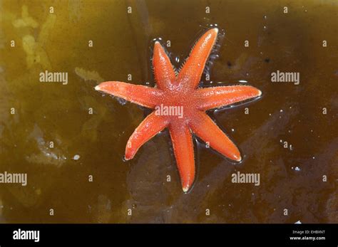 Seven Armed Starfish Luidia Ciliaris Stock Photo Alamy