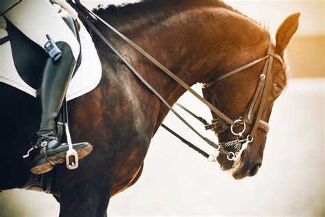 How To Teach Your Horse To Neck Rein Petsoid