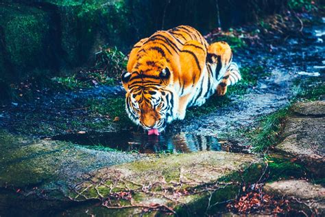 Обои Белый тигр бенгальский тигр тигр живая природа Амурский тигр