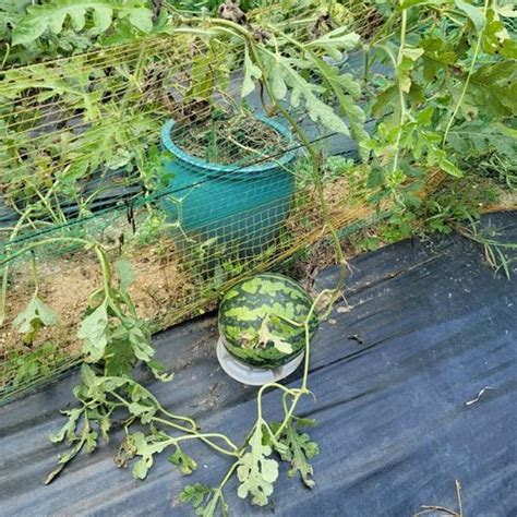 Growing Watermelon In Containers How To Grow Watermelon In A Pot Vertically Nelle S Journey