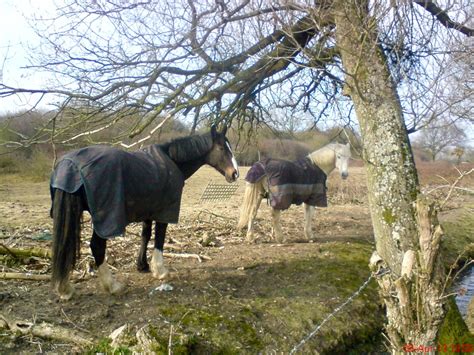 If you submit a photo to this site, please be aware that at. Pin by Beth Hercock on Horse reference photos | Horses ...