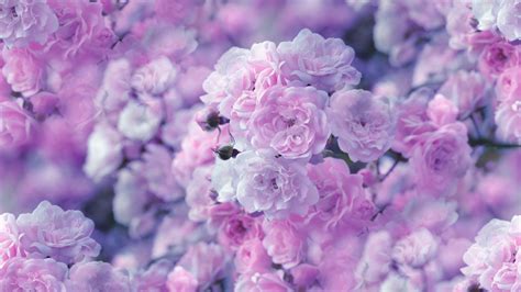 Pink And Purple Flower Wallpapers Top Free Pink And Purple Flower