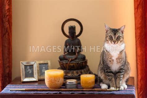 Images With Heart Zen Buddha Cat