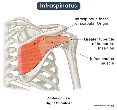 Infraspinatus Action Origin Insertion Innervation Diagram