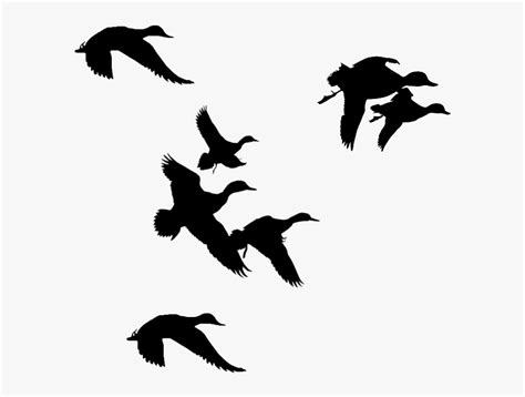 Flock Of Birds Clipart Branch Clip Art Ducks Flying Silhouette Png Transparent Png