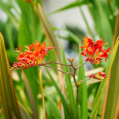 Red Flowers Free Stock Photo Public Domain Pictures