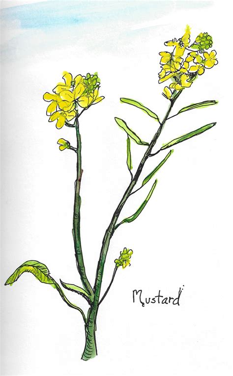 Botanical Drawings Katieturnerartblog