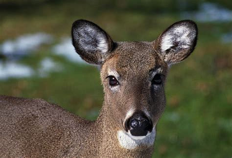 Whitetail Deer Doe Portrait Photograph By Animal Images