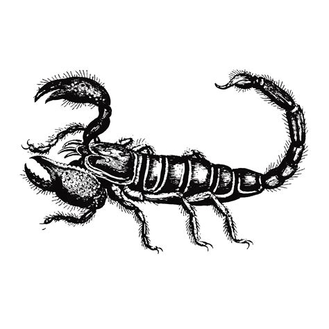 Illustration Of Scorpion Download Free Vectors Clipart Graphics