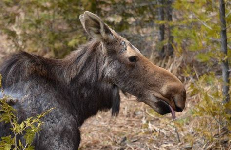 A Moose Cow And Calf Enjoy Spring In Algonquin Park