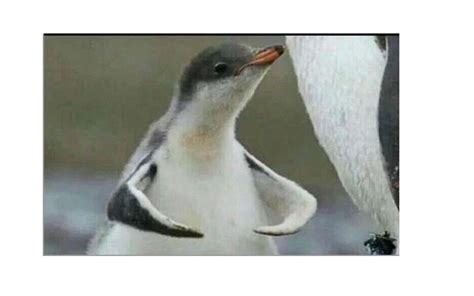 Penguin Flexing Blank Template Imgflip