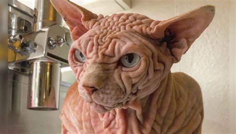 Wrinkly Sphynx Cat Might Look Mean But His Lovable Personality Is