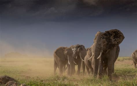 Download Wallpapers Elephants Africa Evening Sunset Wildlife Wild