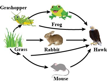 A sequence showing the feeding relationship among the organisms in a habitat is know as. Given figure shows a part of the food web in terre toppr.com