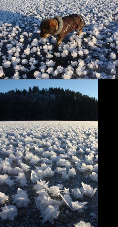 Beautiful Winter Phenomenon Called Frost Flowers 5 Pics