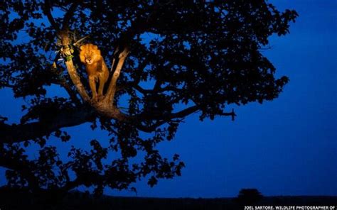 Concurso Internacional Premia As Mais Belas Fotos De Vida Selvagem