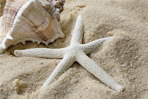Shell And Starfish On Beach Stock Photo Image Of Macro Shore 10247412