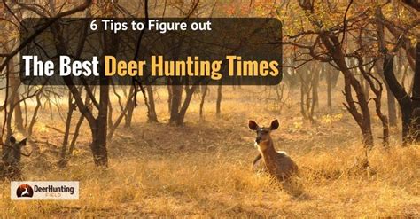 A Deer In The Woods With Text That Reads 6 Tips To Figure Out The Best