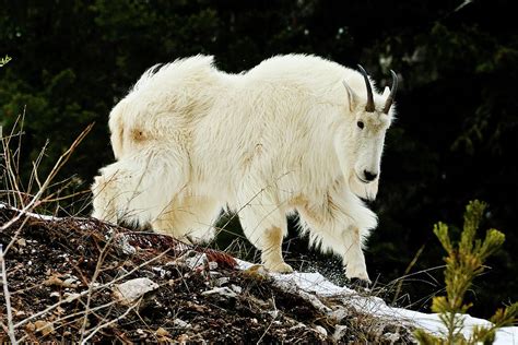 Majestic Mountain Goat Photograph By Greg Norrell Fine Art America