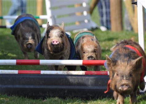 World Famous Miniature Pig Racing At Pennywell Farm Devons Top Attraction