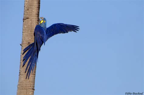 Wildlife Brazil Hyacinth Macaw Arara Azul