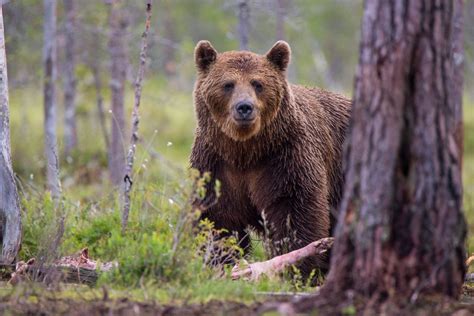 Montana Petitions Usfws To Delist Ncde Grizzly Bears
