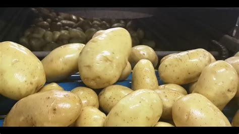 Processing And Packing Line For Potatoes Novatec Youtube