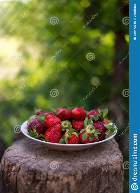 Un Plato Lleno De Fresas Frescas Recogidas Del Huerto Del Pueblo