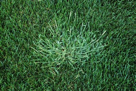 Dealing With Garden Weeds With The Best Crabgrass Killer Love Backyard