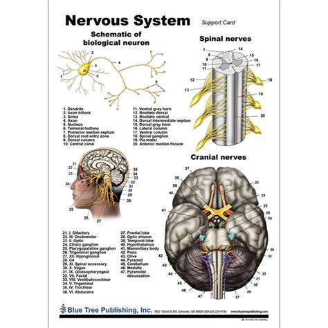 Nervous System Anatomical Chart