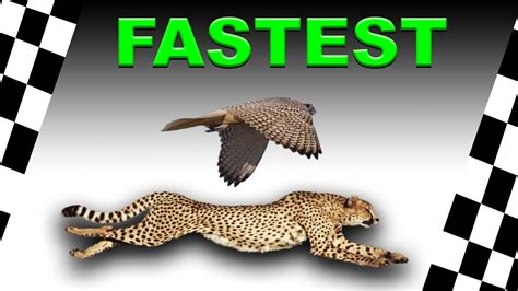 Worlds Fastest Animals Top 13 Youtube