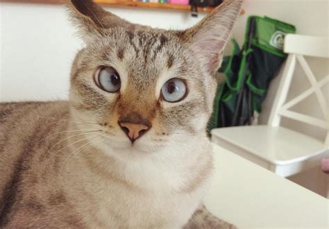 Sol The Cross Eyed Cat Is New Instagram Star Life With Cats Cross