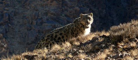 Tracking The Mountain Ghost Snow Leopard Trust
