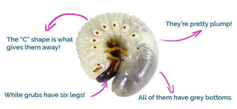 How To Deal With Curl Grubs Gardening Tips By Fantastic Services