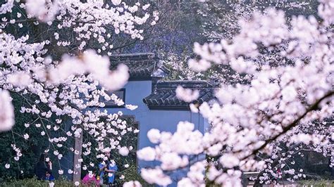 Cherry Blossoms Add To Tranquil Beauty Of Wuxi Cn