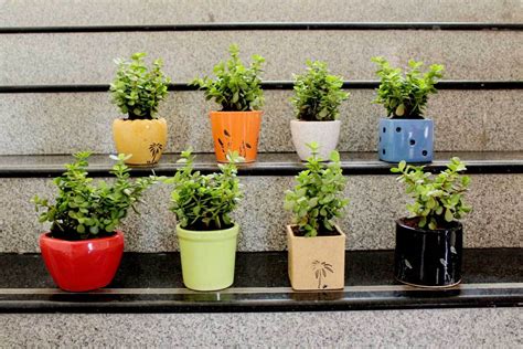 Jade : The Feng Shui Money Attracting Plant - RollingNature