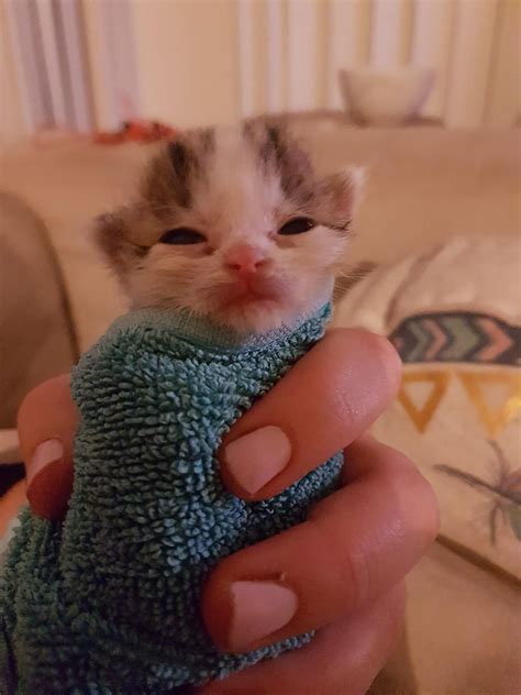 Newborn Purrito Kittens Cutest Cute Baby Animals Ragdoll Kitten