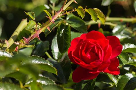 Bagaimana Cara Merawat Bunga Mawar Dengan Benar Agar Berbunga Taman