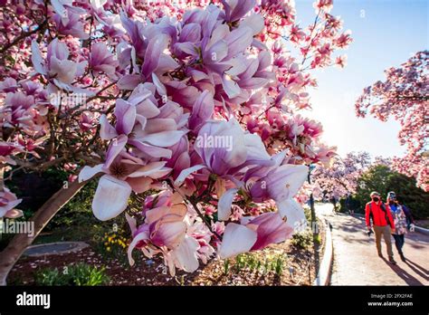 Tourists Walk Past Magnolia Trees Full Of Pink Blossoms At Enid A