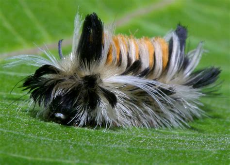Let's look in more detail at the different green caterpillars you may find crawling on plants in your garden or in the wild. Caterpillars. Causes, symptoms, treatment Caterpillars
