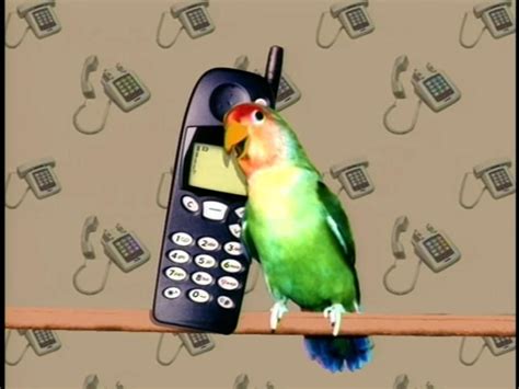 Do Birds Talk On The Phone By Jack1set2 On Deviantart
