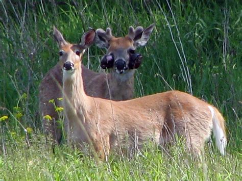 Deer With Skin Tumors Taken On West Side Of Rollins Savann Flickr