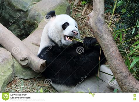 Giant Panda 1 Stock Photo Image Of Mammal Biting Melanoleuca 73752664