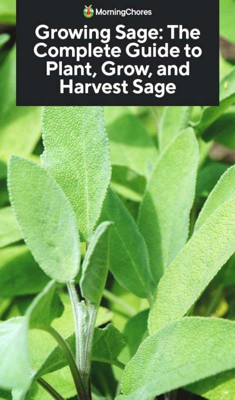 Growing Sage The Complete Guide To Plant Grow And Harvest Sage