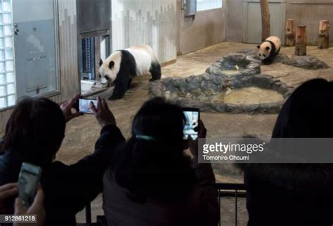 Giant Panda Cub Xiang Xiang Open To Public Photos And Premium High Res