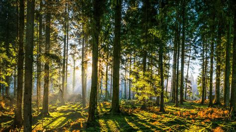 Which Are The Most Popular Forests In The Uk Travelearth